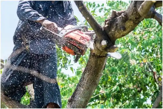tree services Forestbrook